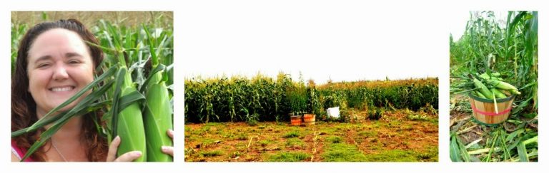 Recipe: How to Freeze Sweet Corn