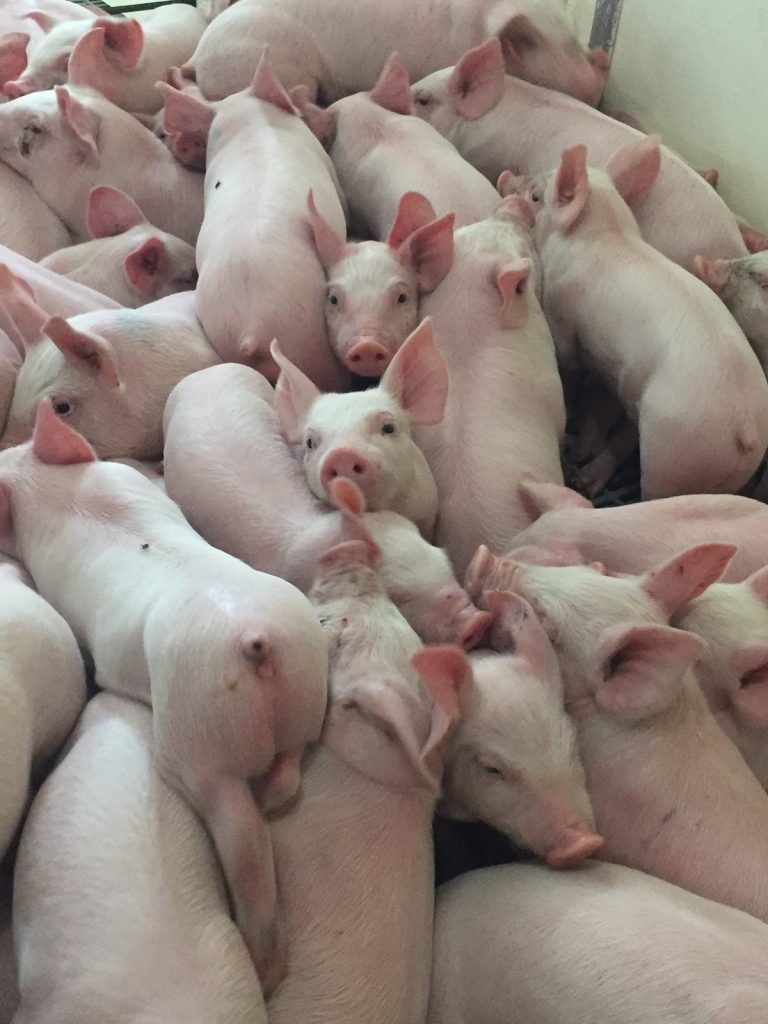 Food Hussy Tour: Pig Farmers & Maid Rites!