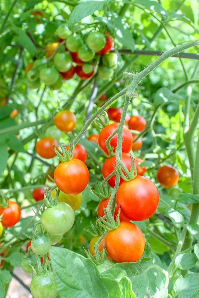cherry tomatoes