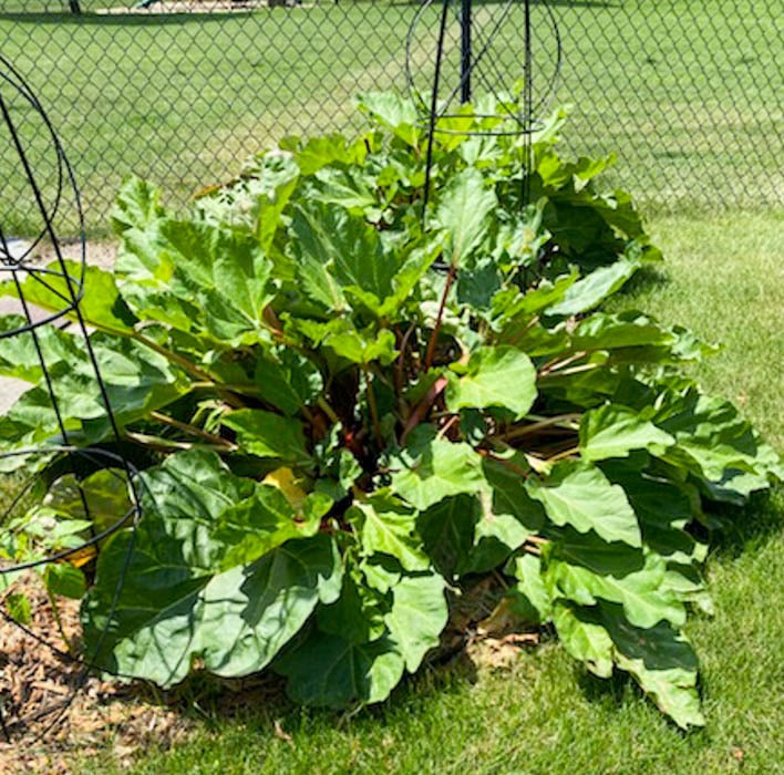 rhubarb plant