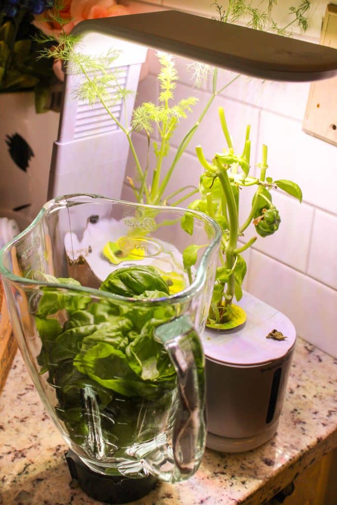 basil pesto aerogarden