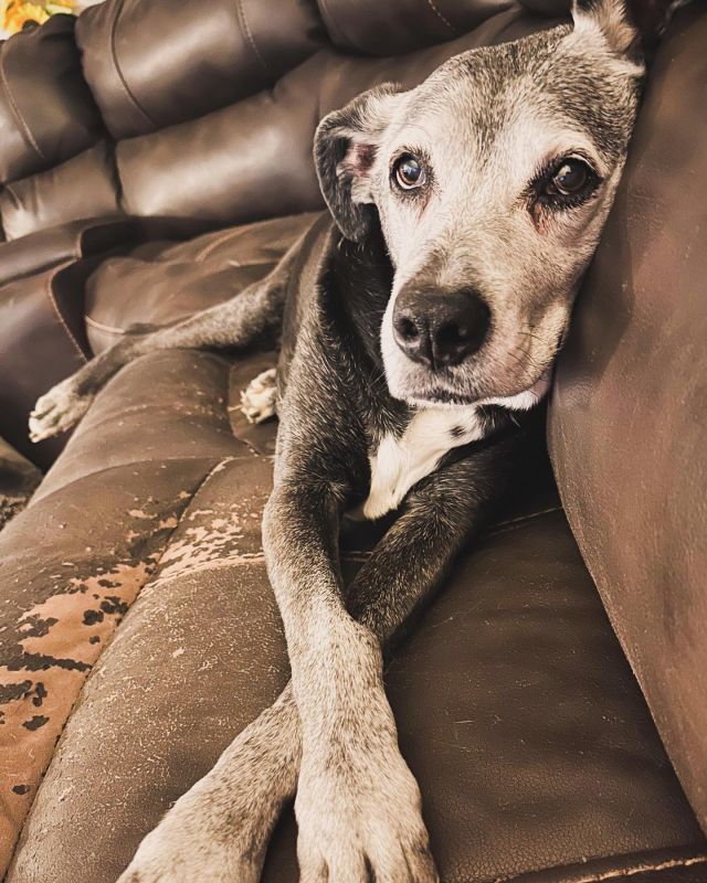 Rest in peace Mysty. You are so loved. If a dog could be a soul mate - she was it.